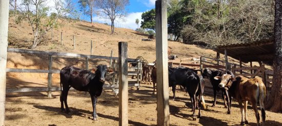 chacara-venda-florestal-tapera-792328